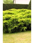 Ялівець середній Пфітцеріана Ауреа | Можжевельник средний Пфитцериана Ауреа | Juniperus media Pfitzeriana Aurea